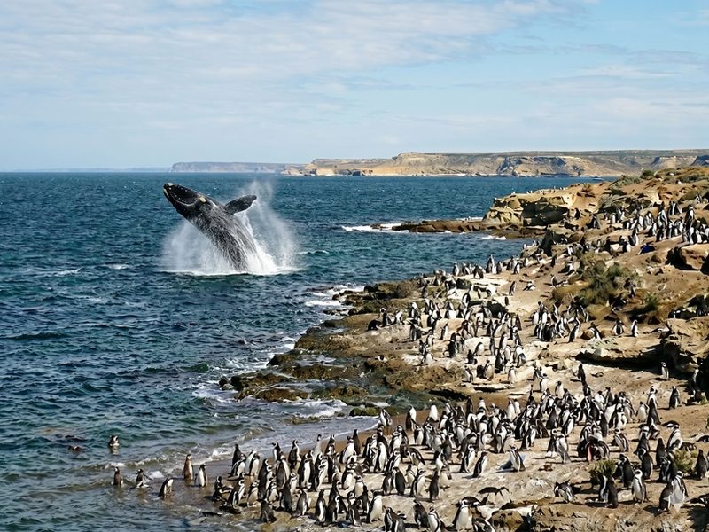 Ballenas y Pingüinos